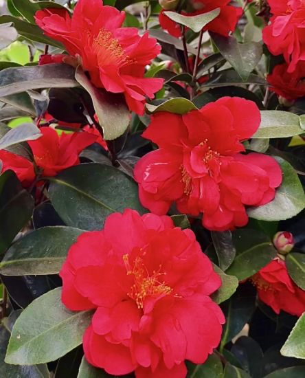 Picture of Camellia - Red