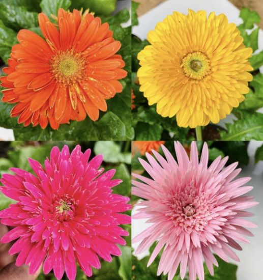 Picture of Gerbera Combo - 4 color - Transvaal daisy-Pink-Orange-Rose-Yellow