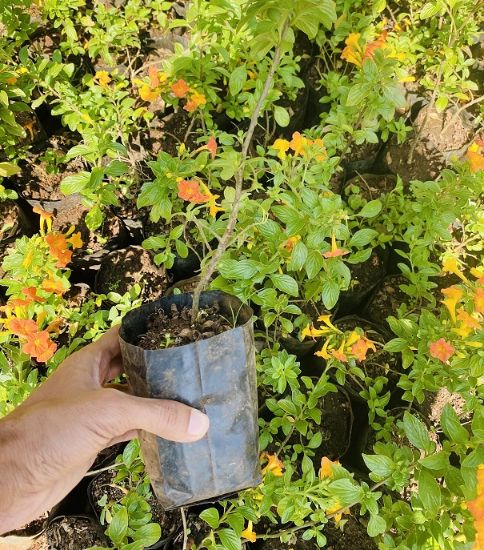 Picture of Fire Bush - Streptosolen Jamesonii- Flowering plant