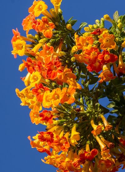 Picture of Fire Bush - Streptosolen Jamesonii- Flowering plant