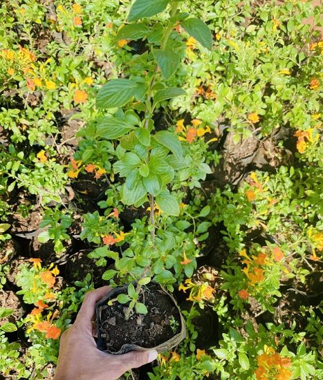 Picture of Fire Bush - Streptosolen Jamesonii- Flowering plant