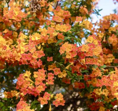 Picture of Fire Bush - Streptosolen Jamesonii- Flowering plant