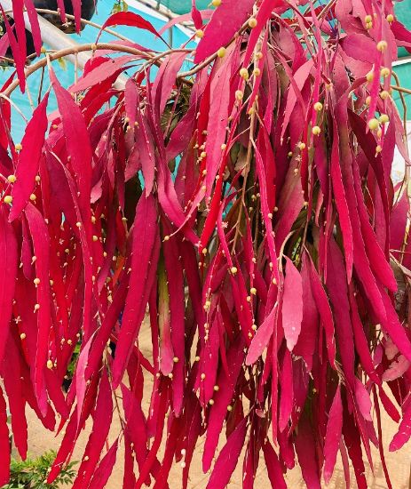 Picture of Red Rhipsalis - 5 jiffy Plants- Combo Offer