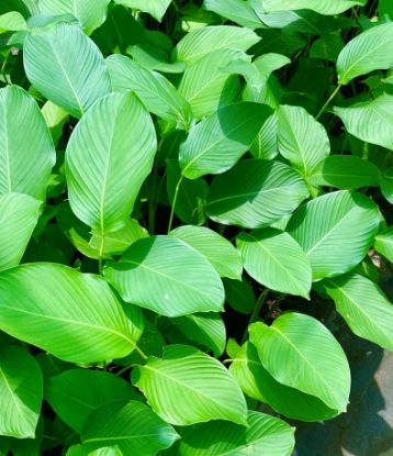 Picture of Calathea Lutea - Small Plant