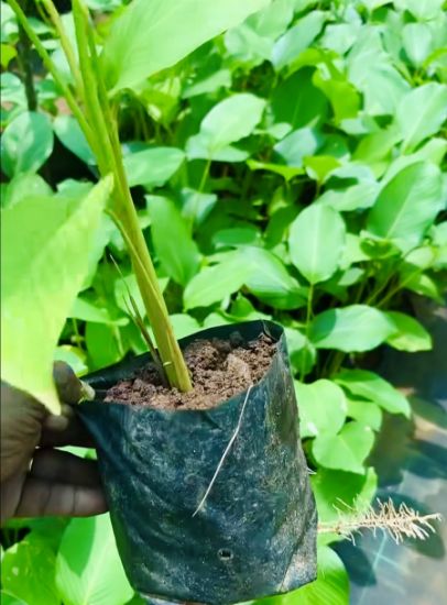 Picture of Calathea Lutea - Small Plant