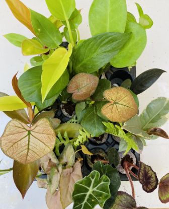 Picture of Mega Combo Offer-16 Jiffy plants- begonia- caladium-fern-alocasia- philodendrons-Rubber plants-Pothos-syngonium