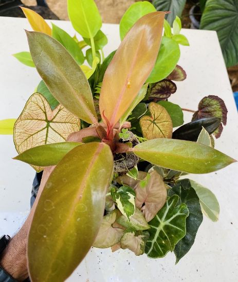 Picture of Mega Combo Offer-16 Jiffy plants- begonia- caladium-fern-alocasia- philodendrons-Rubber plants-Pothos-syngonium