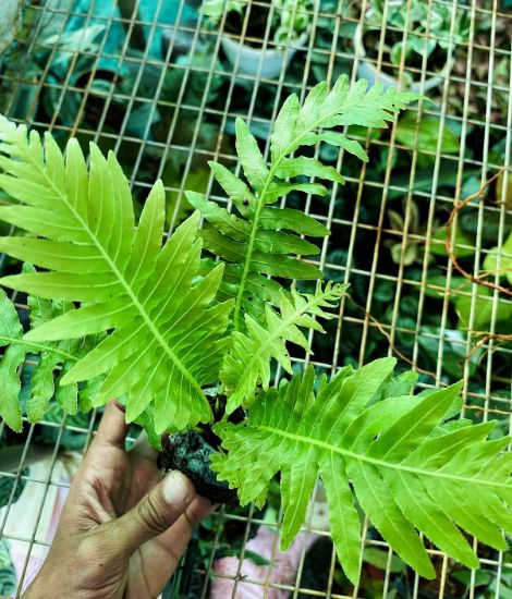 Picture of Mega Combo Offer-16 Jiffy plants- begonia- caladium-fern-alocasia- philodendrons-Rubber plants-Pothos-syngonium