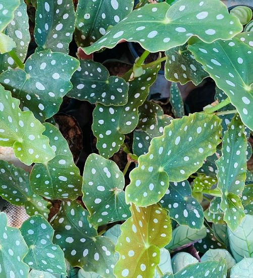 Picture of Polka Dot Begonia