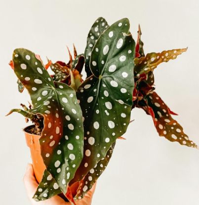 Picture of Polka Dot Begonia