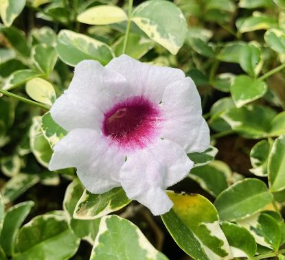 Picture of Tecoma Verigated White - Creeper