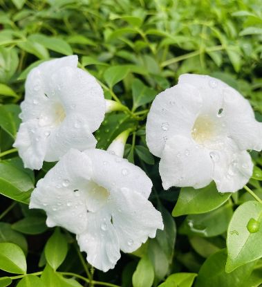 Picture of Tecoma White - Creeper