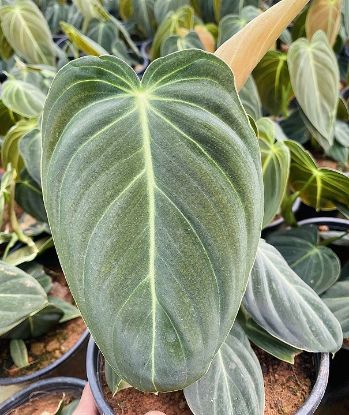 Picture of Philodendron Melanochrysum