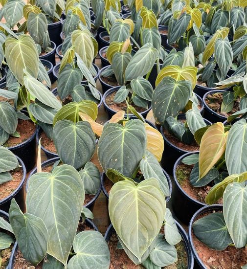 Picture of Philodendron Melanochrysum