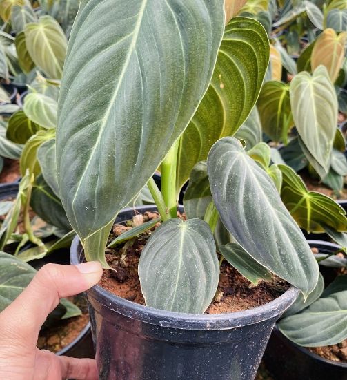 Picture of Philodendron Melanochrysum