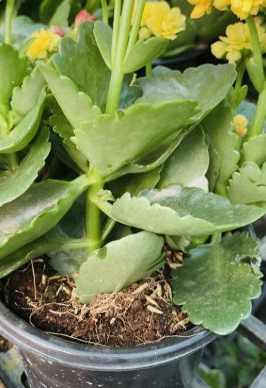 Picture of Kalanchoe Combo- 4 color- Single Shot Plants
