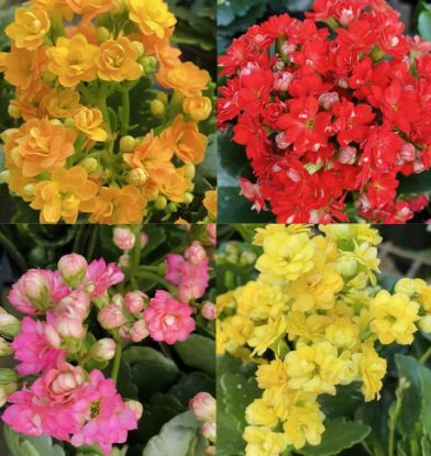 Picture of Kalanchoe Combo- 4 color- Single Shot Plants