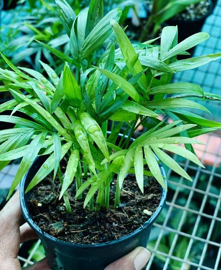 Picture of Chamaedorea - Table Palm - With Pot