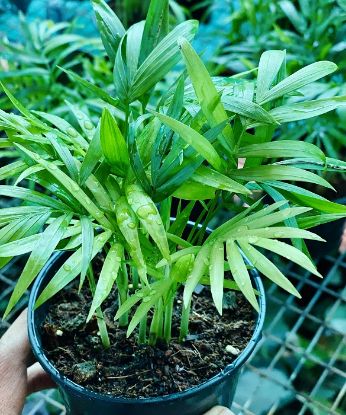 Picture of Chamaedorea - Table Palm - With Pot