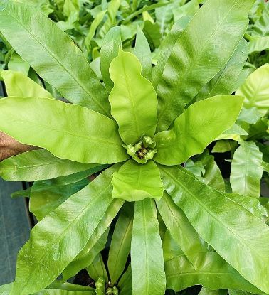 Picture of Bird Nest Fern