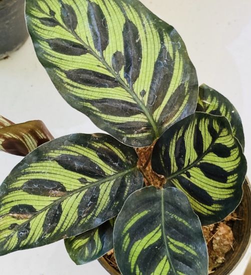 Picture of Calathea - Peacock - with pot