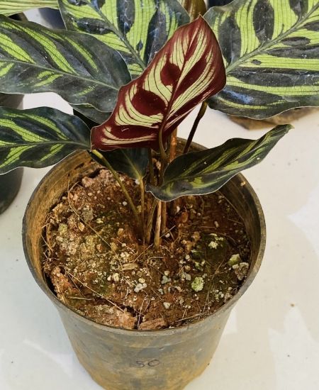 Picture of Calathea - Peacock - with pot