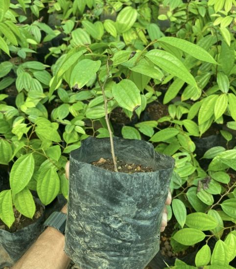 Picture of Bauhinia - Orange - Big Plant