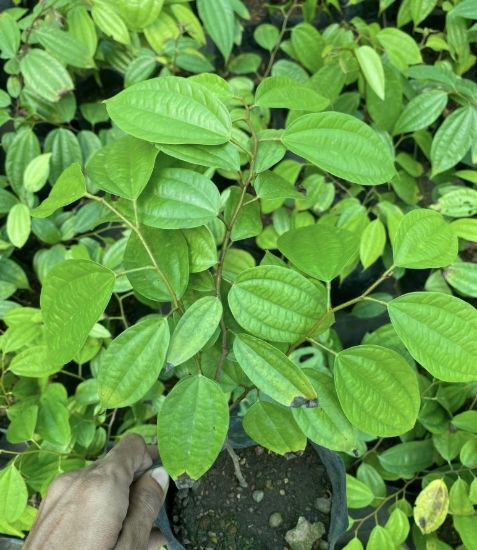 Picture of Bauhinia - Orange - Big Plant