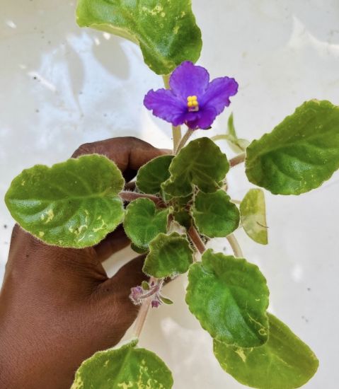 Picture of African violets - Combo - 5 Colours - Jiffy Plants