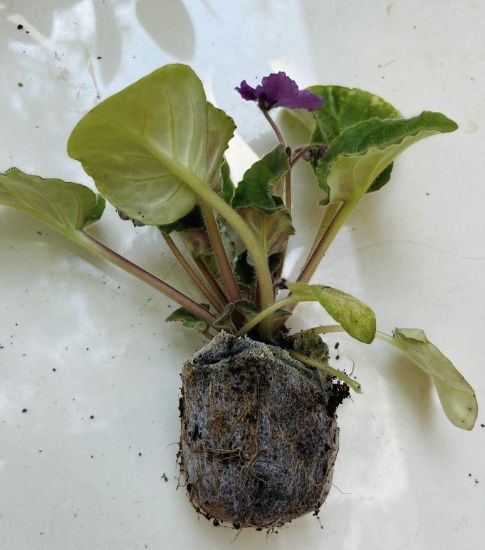 Picture of African violets - Combo - 5 Colours - Jiffy Plants
