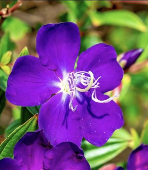 Picture of Melastoma - Purple - medium size