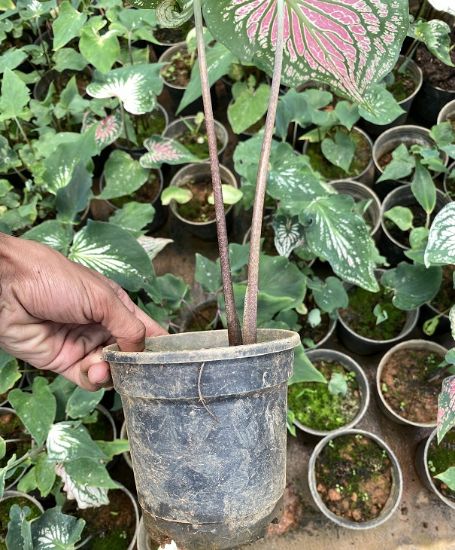 Picture of Caladium - Green Rose- big