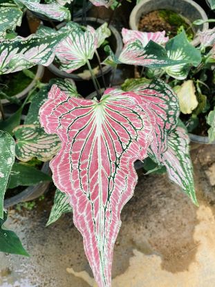Picture of Caladium - Green Rose- big