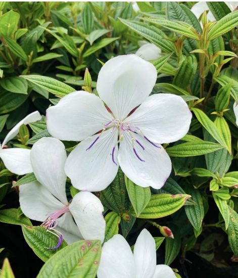 Picture of Melastoma - White - Small Plant