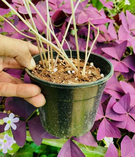 Picture of Butterfly Plant - with pot