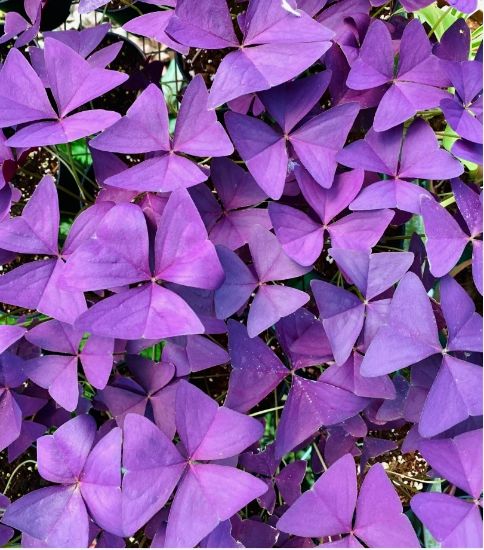 Picture of Butterfly Plant - with pot