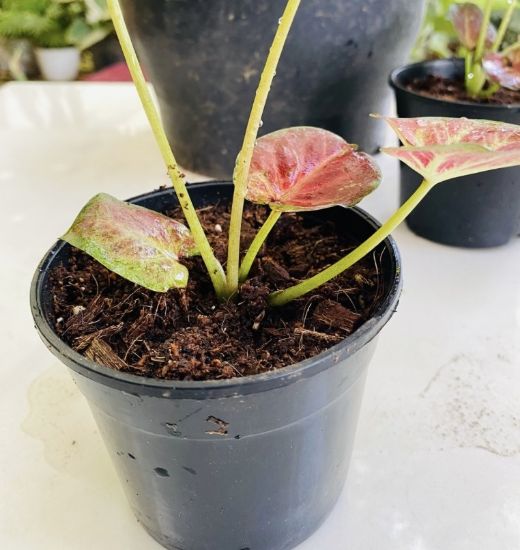Picture of Caladium -  Red white- With Pot