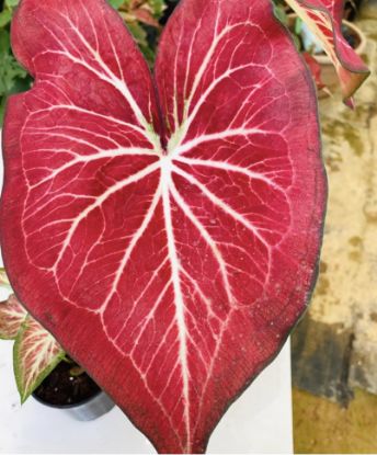 Picture of Caladium -  Red white- With Pot
