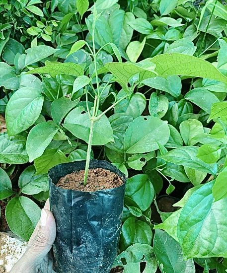 Picture of Golden Cascade - Creeper plant