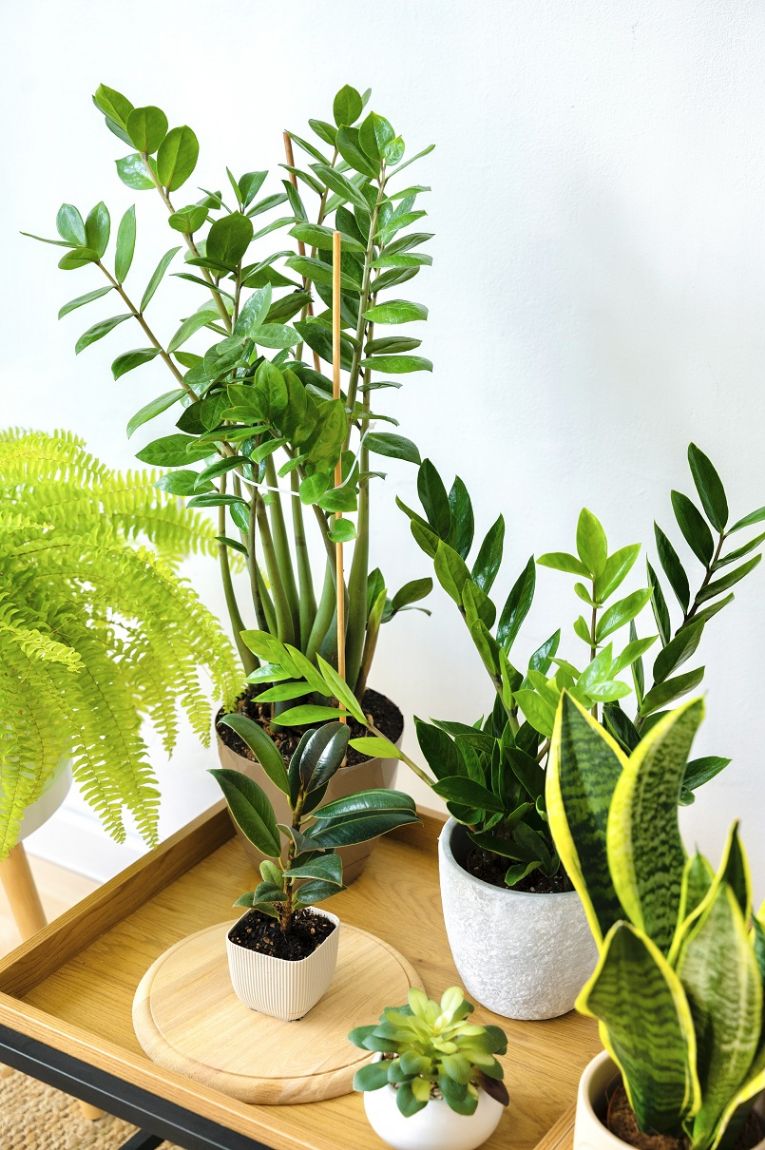 Picture for category COMBO OFFERS