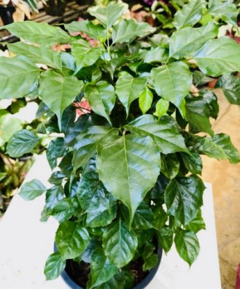 Picture of China Doll - Big Plant