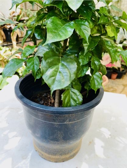 Picture of China Doll - Big Plant