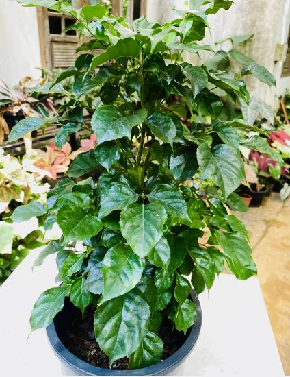 Picture of China Doll - Big Plant