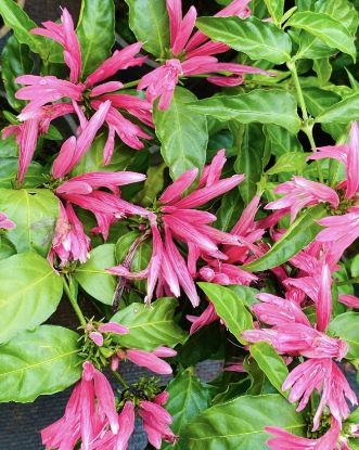 Picture of Justicia Carnea