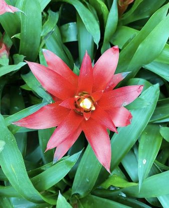 Picture of Bromeliads - Red - Big plant- with pot