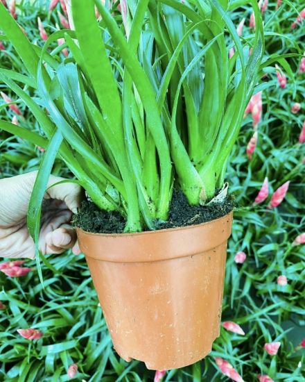 Picture of Bromeliads - Pink - Big plant- with pot