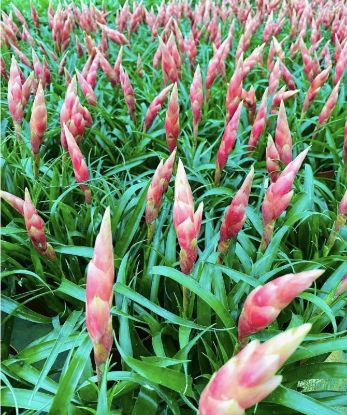 Picture of Bromeliads - Pink - Big plant- with pot