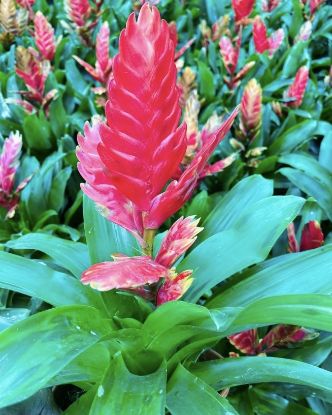 Picture of Bromeliads - Pink - Flaming Sword