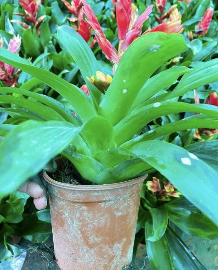 Picture of Bromeliads - Pink - Flaming Sword