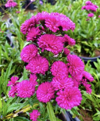 Picture of Daisy - Purple